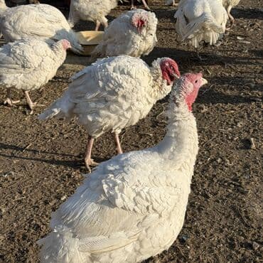 Продаю | Индюшка (самка), Индюк (самец) | Бройлерная | На забой | Племенные at lalafo.kg Продаю | Индюшка (самка), Индюк (самец) | Бройлерная | На забой | Племенные
