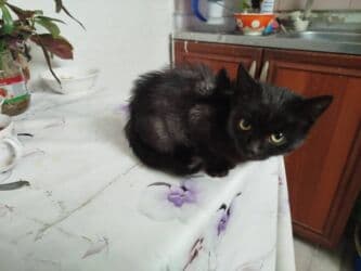 куда можно отдать собаку в бишкеке: Кошка даром: Беспородная, 2 месяца, Девочка, Приучена к лотку, Проглистована — 1