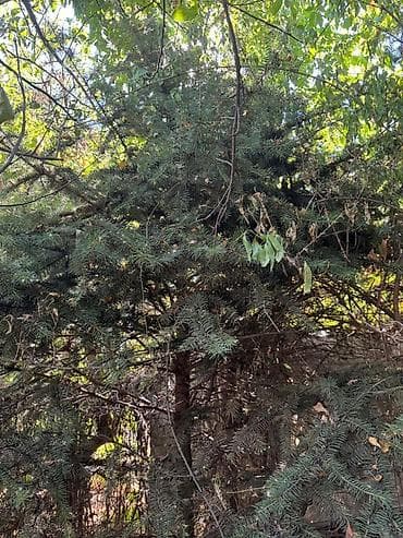 сеянцы голубой ели: Ель голубая (Picea pungens, «голубая ель») для ландшафтного — 7
