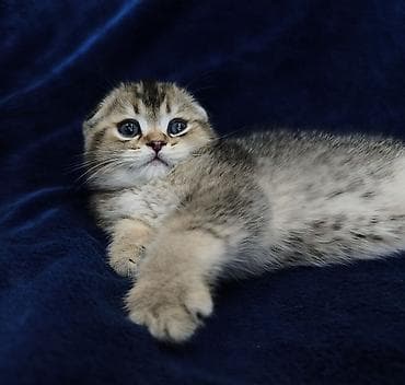 кот шотландская шиншилла: Скотиш Фолд (Шотландская вислоухая), 2 месяца, Мальчик — 5