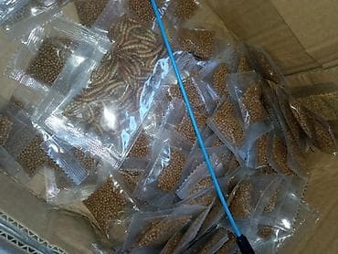 Башка жаныбарлар: Красноухая черепаха молодые особи. 6-7 см в наличии 6 шт - Небольшие — 7