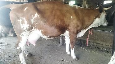 букаа: Продаю | Корова (самка) | Для молока — 7
