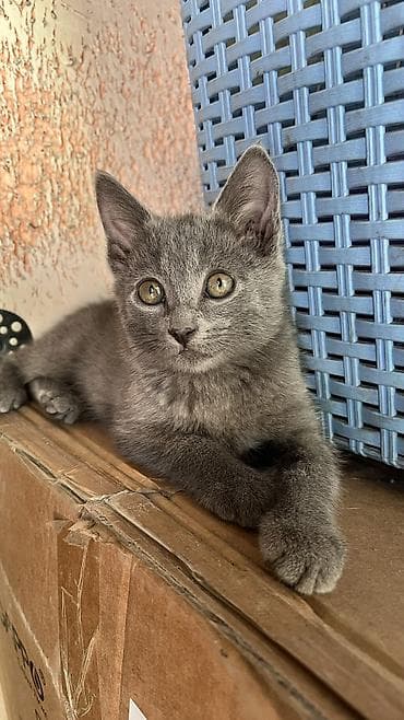 манчкин коты: Кошка даром: Беспородная, 2 месяца, Мальчик — 3