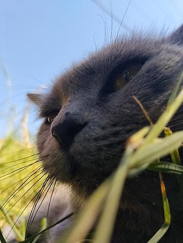 котята простые: Девочка — 5