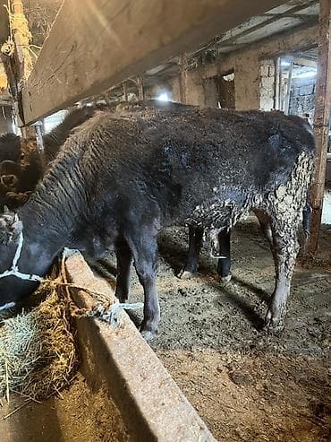 молочное оборудование: Продаю | Бык (самец) | На откорм | Привязанные — 1