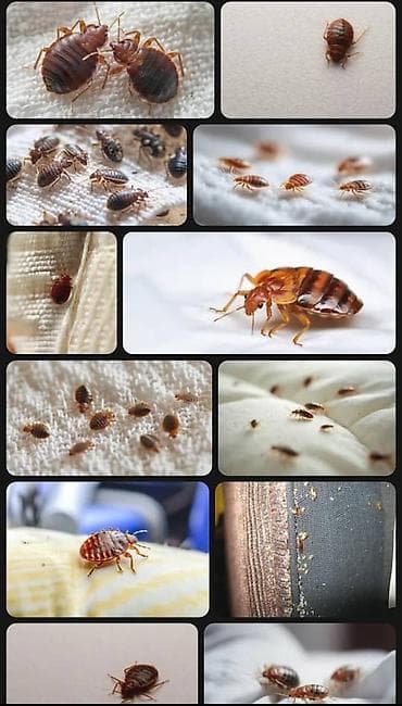 костюм для танца: Дезинфекция, дезинсекция, | Клопы, | Квартиры — 2