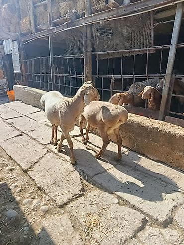 Баран, овца: Продаю | Баран (самец) | Арашан | Для разведения | Осеменитель — 4