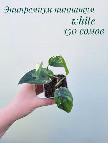 зеленое постельное белье: ● Комнатные растения (укоренённые черенки, молодые растения, взрослые — 21