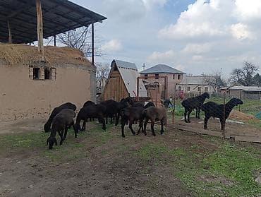 С/х животные и товары: Продаю | Ягненок | Арашан | Для разведения | Ярка — 1