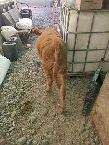 бекер уй: Продаю | Музоо, торпок | На откорм — 1