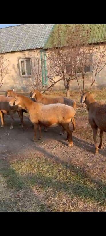 вязка кошек ош: Сатам | Ургаачы кой (ургаачы) | Арашан | Көбөйтүү үчүн | Бооз — 1