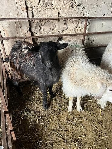 кукуруз продаю: Продаю | Коза (самка) | Для разведения — 3