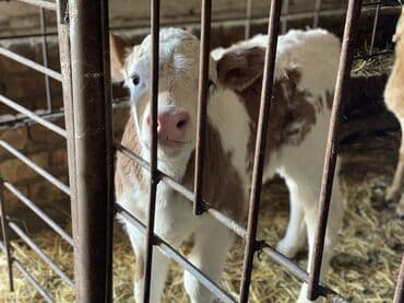 карабалта бычок: Сатам | Музоо | Симментал, Монбельярд — 1