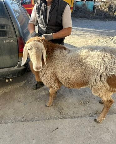 Продаю | Баран (самец) | Арашан | Для разведения