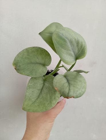 палка: 1- фото Сингониум Милк он грин 800 сом . Остальные Сингониумы по 350 — 6