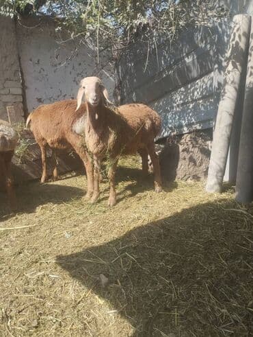 куплю рыбу форель: Сатам | Кочкор (эркек) | Арашан | Көбөйтүү үчүн | Асыл тукумдуу, Жасалма жол менен боозутуу — 1