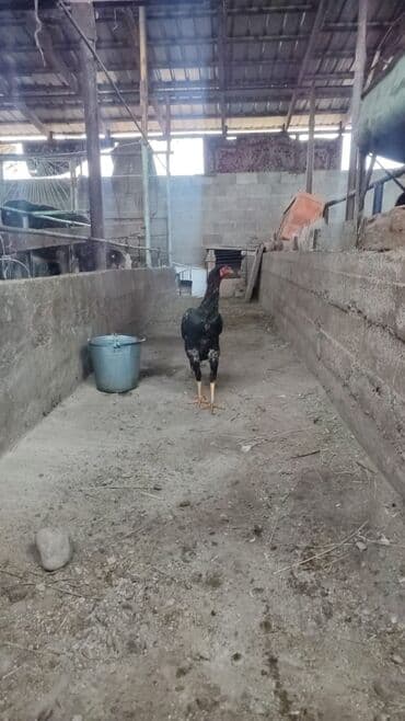 радужная форель: Продаю | Петух | Бойцовая | Для разведения — 3