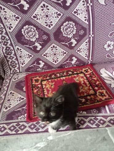 договорная кошка даром британская короткошёрстная 1 год мальчик метис 2 позвонить написать: Котята от домашней кошки с вислыми ушками (на фото мама). Окрас у — 10