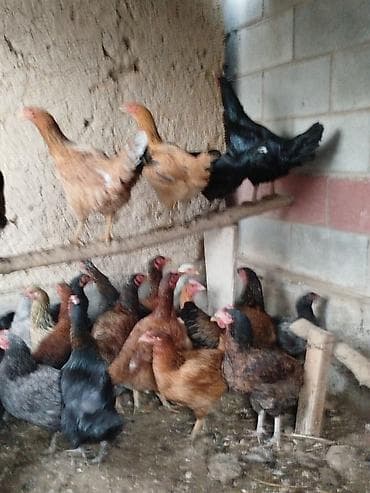 токмок собаки: Дамашный тооктор сатылат 28 тоок 3 короз бар активный алмашу жолдору — 5