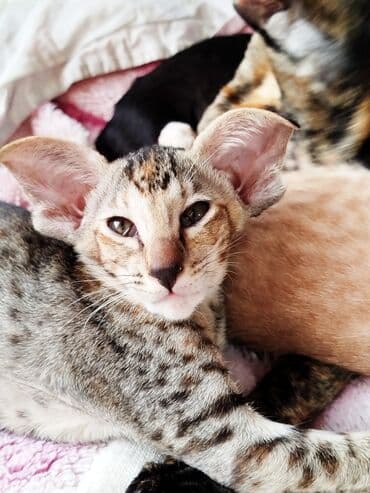 шотландская золотая шиншилла цена: Ориентальная, 2 месяца, Девочка, Черепаховый — 24