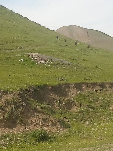 Айыл-чарба жаныбарлары: Сатам | Козу | Көбөйтүү үчүн | Ургаачы — 2