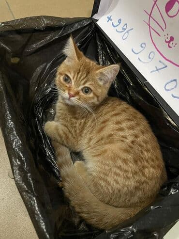 голиштин уйлар: Найден Котёнок, похож на породистого по всей видимости наигрались — 2