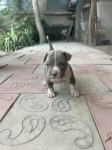 курцхаар шенка: Питбуль, 4 месяца, Самка — 7