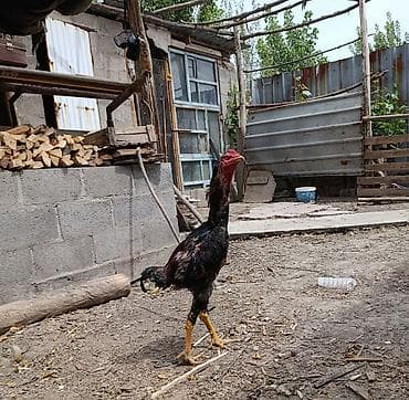 Птицы: На продаже Петух породы дакан хороших кровей — 2