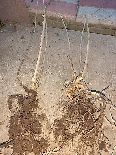 семена эспорцет: Рассада цветка: Гортензии, Самовывоз — 2