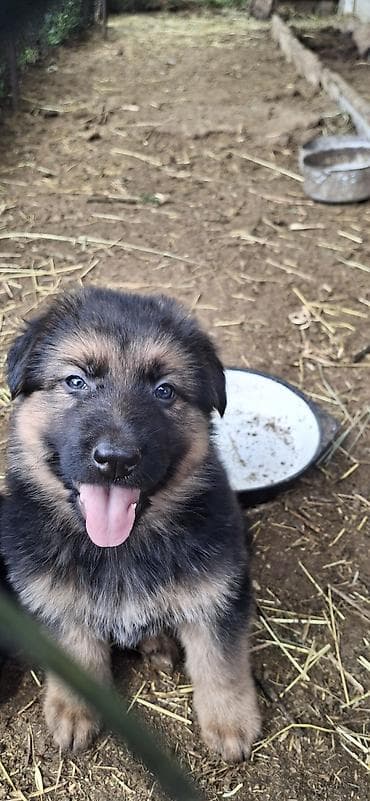 купить собаку овчарку: Щенки немецкой овчарки - Порода: немецкая овчарка (классический — 1