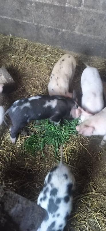 продажа щенков немецкой овчарки с документами в бишкеке: Продаю | Поросенок | Для разведения — 7