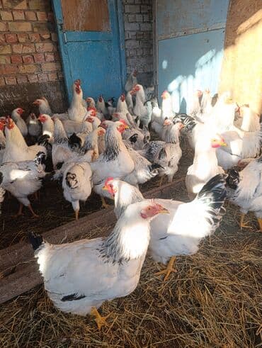 собаки в добрые руки: Порода: куры «Адлер» (белое оперение с чёрной окантовкой на шее — 10