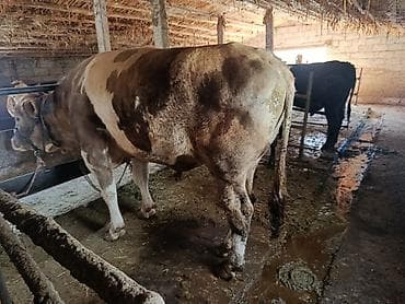 сементал уйлар: Продаю | Бык (самец) | На откорм | Привязанные — 4