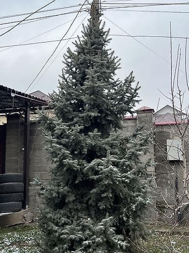 саженцы елки: Декор для дома и сада, Самовывоз — 2