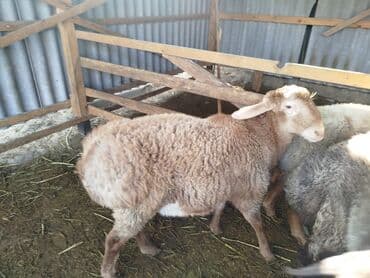 купить собаку шпица недорого: Продаю | Баран (самец) — 2