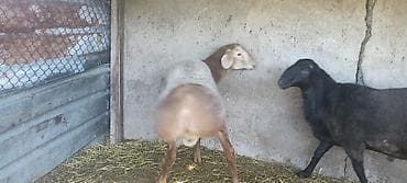 карлик сибрайт: Продаю | Баран (самец) | Для разведения — 3