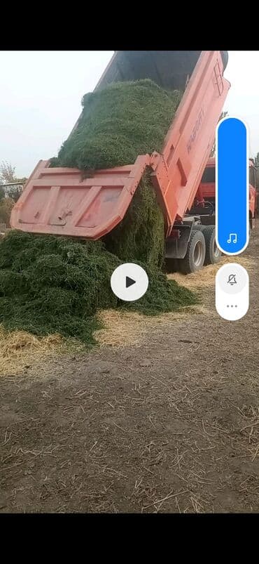 продаю музоо торпок корова самка бык самец айрширская ангус алатауская на забой для разведения на откорм племенные нетель привязанные: Продаю сенаж 10с.кг — 3