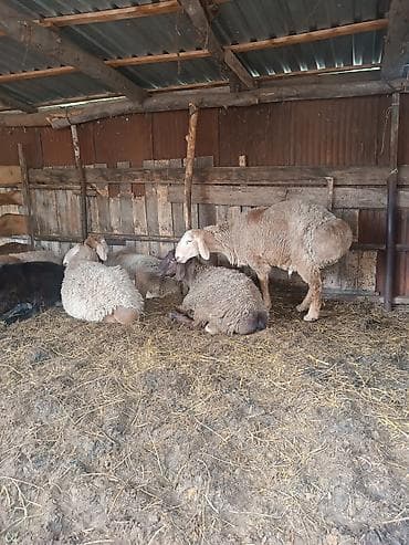 хомяк цена бишкек: Продаю | Овца (самка) | Для разведения | Матка — 1