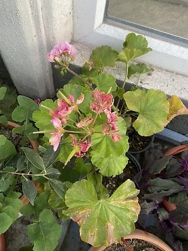 кавер продаю: Комнатные и балконные растения в горшках - Пеларгония (герань — 8