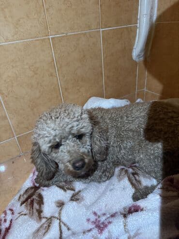 собаки пудели: Нашли щенка той-пудель
отдадим хозяину 
За Вознаграждение — 3