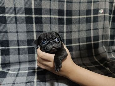 сколько стоит французский бульдог: Щенок породы мопс. Описание: - Компактный, короткошёрстный питомец с — 4