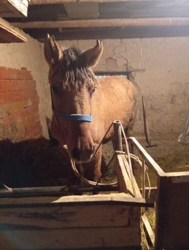 в добрые руки собаку: Продаю | Конь (самец) | На забой — 3
