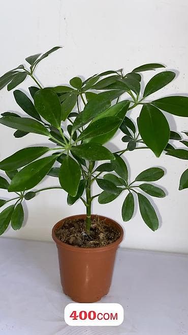 эластика: Комнатные растения в горшках: 1) Фикус эластика (Rubber Plant) - — 4