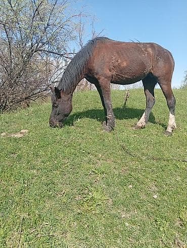 Продаю | Кобыла (самка) | Рабочий