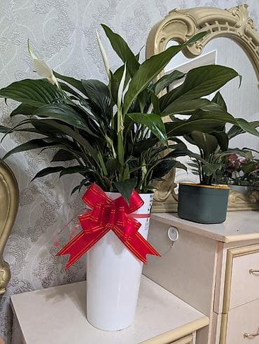 делал для себя: Цветы в подарок с горшком — 1