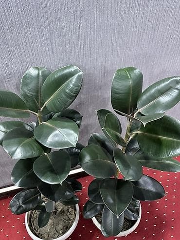 фикусы: Фикус эластика (Каучуковое дерево) в горшке Цена 20000 сом - — 1