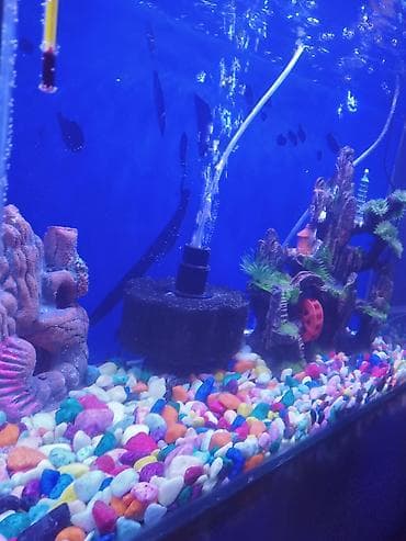 купить малек форели: Аквариум 70 л полный декор аэрация лед лампа печка сифон рыбки — 2