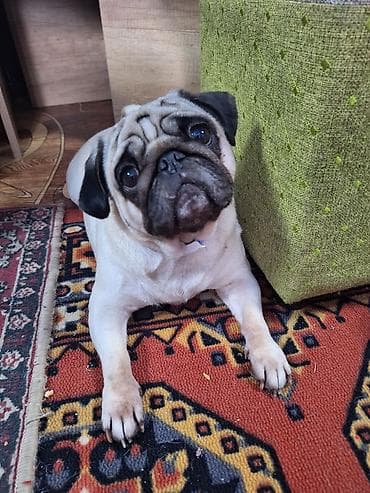 мопс собака: Мопс — породистый компаньон - Порода: мопс - Окрас: светлый — 1