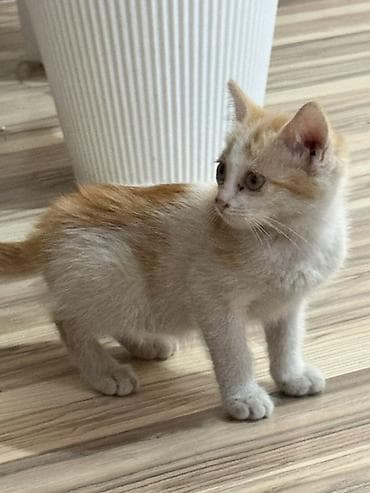 Рыжий котёнок с белыми отметинами - Окрас: кремово-рыжий с белыми