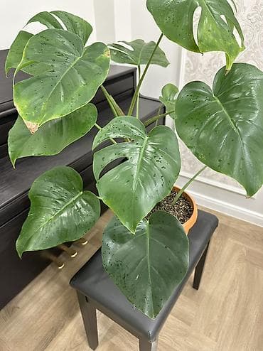 деликатес: Монстера делициоза (Monstera deliciosa) в горшке - Эффектное — 7